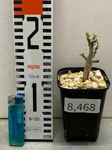 8468 「塊根植物」ボスウェリア　ナナ 植え【多分発根開始・Boswellia nana・希少・多肉植物・】