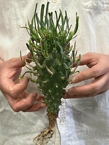 8551 「実生」ユーフォルビア スコエンランディ 抜き苗【畑地植え株・Euphorbia schoenlandii・闘牛角・多肉植物】