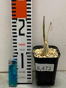 8472 「実生」マテレア シクロフィラ 植え【発根開始・Matelea cyclophylla・多肉植物・Gonolobus cyclophyllus】