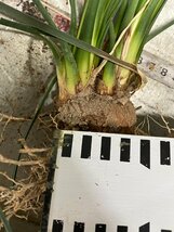 8529 「多肉植物」カリバナス フーケリー 抜き苗【実生・Calibannus hookeri・畑地植え株・自社養生株・塊根植物】_画像9