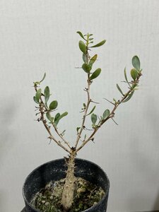 8711 「実生」フォークイエリア コルムナリス【Fouquieria columnaris・観峰玉・塊根植物・】