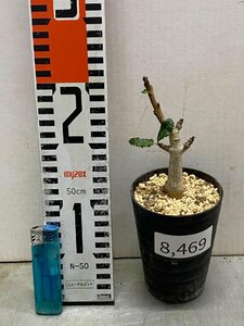 8469 「塊根植物」ボスウェリア　ナナ 植え【多分発根開始・Boswellia nana・希少・多肉植物・】