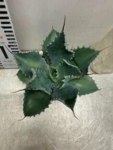 2239 「多肉植物」アガベ ポタトラム “スポーン” 植え【発根・リュウゼツラン・ Agave potatorum “spawn”】_画像4