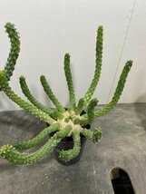 2981 「実生」ユーフォルビア イネルミス 2株セット【多肉植物・種から発芽！・Euphorbia inermis・九頭竜】_画像7