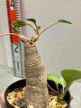 2077 「多肉植物】ユーフォルビア フィッシュスケール 植え【発芽・多分発根・Euphorbia fish bone・フィッシュボーン】_画像3