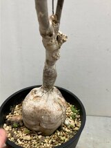 2212 「塊根植物」ユーフォルビア　ヘディオトイデス　植え【多肉植物・発根・Euphorbia hedyotoides】_画像5