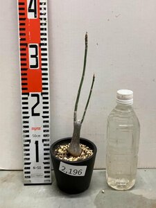 2196 「塊根植物」プセウドボンバックス　エリプティクム　植え【実生・発根・Pseudobombax ellipticum】