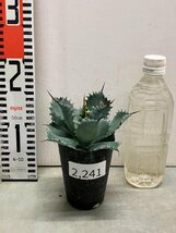 2241 「多肉植物」アガベ ポタトラム “スポーン” 植え【発根・リュウゼツラン・ Agave potatorum “spawn”】_画像2