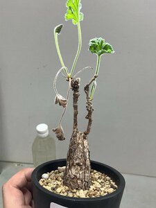 2190 「塊根植物」ペラルゴニウム ロバツム 植え【多分発根・美株・多肉植物・Pelargonium lobatum】