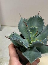 5323 「多肉植物」アガベ ポタトラム “スポーン” 植え【発根・リュウゼツラン・ Agave potatorum “spawn”・残り僅か】_画像8