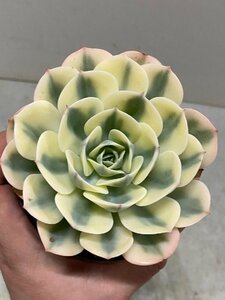 5286 「多肉植物」エケベリア ルノーディーン　植え【発根・美株・ Echeveria 'Lenore Dean'】