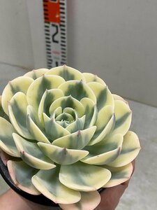 5279 「多肉植物」エケベリア ルノーディーン　植え【発根・美株・ Echeveria 'Lenore Dean'】