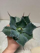 5324 「多肉植物」アガベ ポタトラム “スポーン” 植え【発根・リュウゼツラン・ Agave potatorum “spawn”・残り僅か】_画像5