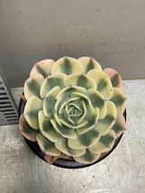 5290 「多肉植物」エケベリア ルノーディーン　植え【発根・美株・ Echeveria 'Lenore Dean'】_画像2