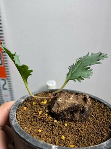6979 「塊根植物」ペラルゴニウム SP ノヴァ 植え【多分発根・Pelargonium sp.nova・多肉植物】
