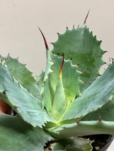 7109 「多肉植物」アガベ ポタトラム “スポーン” 植え【発根・リュウゼツラン・ Agave potatorum “spawn”・残り僅か】_画像1