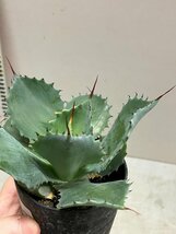 7109 「多肉植物」アガベ ポタトラム “スポーン” 植え【発根・リュウゼツラン・ Agave potatorum “spawn”・残り僅か】_画像6