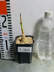 7008 「実生」マテレア シクロフィラ 植え【発根開始・Matelea cyclophylla・多肉植物・Gonolobus cyclophyllus】