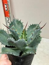 7106 「多肉植物」アガベ ポタトラム “スポーン” 植え【発根・リュウゼツラン・ Agave potatorum “spawn”・残り僅か】_画像7