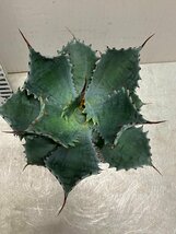 7102 「多肉植物」アガベ ポタトラム “スポーン” 植え【発根・リュウゼツラン・ Agave potatorum “spawn”・残り僅か】_画像5