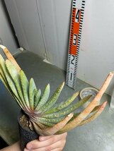 7046 「実生」アロエ　コンプレッサ　【多肉植物・アロエ・種から発芽！Aloe Compressa】_画像8