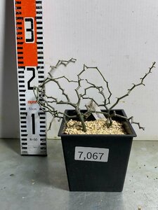 7067 「塊根植物」 デカリア マダガスカリエンシス【発根・ジグザグの木・Decarya madagascariensis】