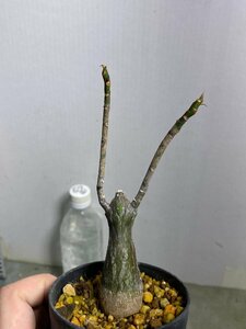 7003 「塊根植物」プセウドボンバックス　エリプティクム　植え【実生・発根・Pseudobombax ellipticum】