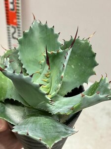 7111 「多肉植物」アガベ ポタトラム “スポーン” 植え【発根・リュウゼツラン・ Agave potatorum “spawn”・残り僅か】