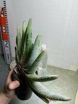 7049 「実生」アロエ　コンプレッサ　【多肉植物・アロエ・種から発芽！Aloe Compressa】_画像2