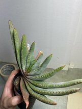 7047 「実生」アロエ　コンプレッサ　【多肉植物・アロエ・種から発芽！Aloe Compressa】_画像1