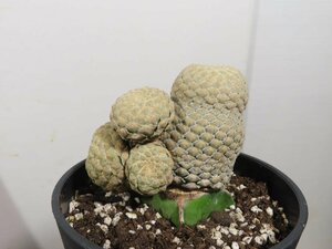 8016 「多肉植物I」ユーフォルビア ピスキデルミス 植え【発根甘め・接ぎ木・Euphorbia piscidermis】