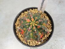 2025 「多肉植物I」ギムノカリキウム ミハノビッチ ３株セット【発根・美株・Gymnocalycium mihanovichii・サボテン】_画像10