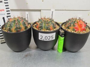 2025 「多肉植物I」ギムノカリキウム ミハノビッチ ３株セット【発根・美株・Gymnocalycium mihanovichii・サボテン】