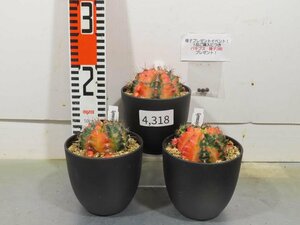 4318 「多肉植物I」ギムノカリキウム ミハノビッチ 3株セット【発根・美株・Gymnocalycium mihanovichii・サボテン】