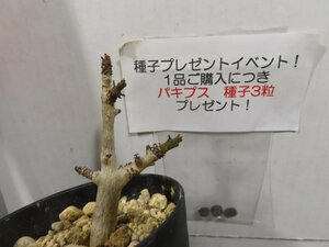 4415 「塊根植物」ボスウェリア　ナナ 植え【多分発根開始・Boswellia nana・希少・多肉植物・購入でパキプス種子プレゼント】