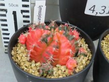 4315 「多肉植物I」ギムノカリキウム ミハノビッチ 3株セット【発根・美株・Gymnocalycium mihanovichii・サボテン】_画像4