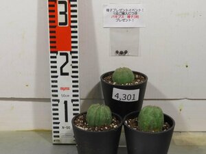 4301 「多肉植物I」ユーフォルビア　オベサ　3株セット【発根甘目・Euphorbia obesa・美株・購入でパキプス種子プレゼント】