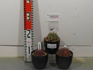 4310 「多肉植物I」ギムノカリキウム ミハノビッチ 3株セット【発根・美株・Gymnocalycium mihanovichii・サボテン】