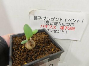 4430 「塊根植物」オトンナ ピグマエア 実生　植え【未発根・多肉植物・ Othonna pygmaea・購入でパキプス種子プレゼント】