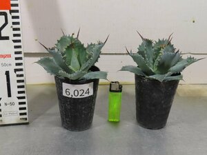 6024 「多肉植物」アガベ ポタトラム “スポーン” 2株セット【発根・ Agave potatorum “spawn”・】