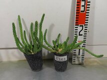 6163 「実生」ユーフォルビア イネルミス 2株セット【多肉植物・種から発芽！・Euphorbia inermis・九頭竜】_画像3