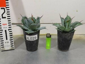 6029 「多肉植物」アガベ ポタトラム “スポーン” 2株セット【発根・ Agave potatorum “spawn”・】