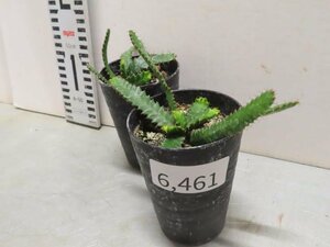 6461 「実生」ユーフォルビア　ステラータ　2株セット【発根・Euphorbia stellata・飛竜・多肉植物】