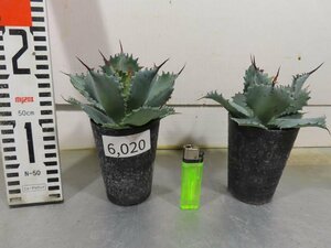 6020 「多肉植物」アガベ ポタトラム “スポーン” 2株セット【発根・ Agave potatorum “spawn”・】