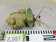 8987 「多肉植物I」ユーフォルビア ピスキデルミス 抜き苗【発根甘め・接ぎ木・Euphorbia piscidermis】_画像2