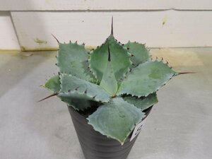 8939 「多肉植物」アガベ ポタトラム “スポーン”【発根・ Agave potatorum “spawn”・】