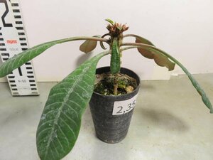 2353 「実生」ユーフォルビア レウコネウラ【種から発芽・白条キリン・Euphorbia leuconeura】