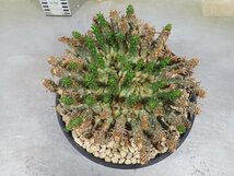 5030 「多肉植物」ユーフォルビア フスカ 大 植え【発芽開始・Euphorbia fusca・蛮蛇頭・希少・タコ物ユーフォルビア・未発根】_画像5