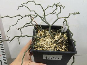 4965 「塊根植物」 デカリア マダガスカリエンシス【発根・ジグザグの木・Decarya madagascariensis】