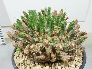 5030 「多肉植物」ユーフォルビア フスカ 大 植え【発芽開始・Euphorbia fusca・蛮蛇頭・希少・タコ物ユーフォルビア・未発根】